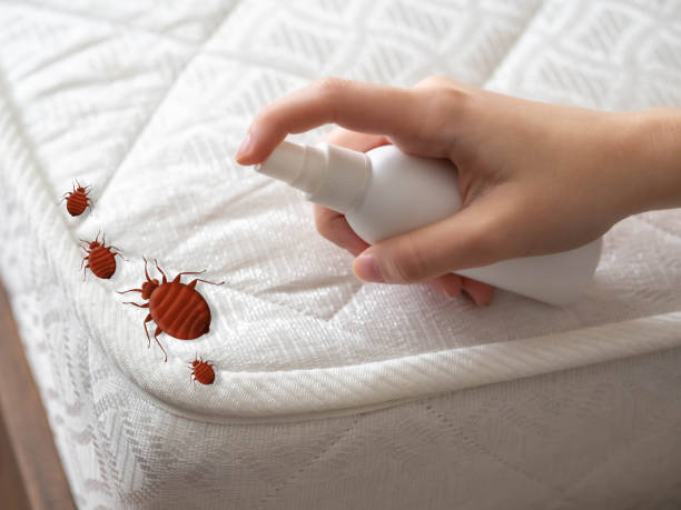 Best Affordable Pest Control Services  in Lipatria, CA