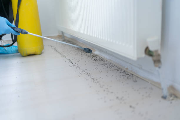 Best Emergency Pest Control  in Lipatria, CA