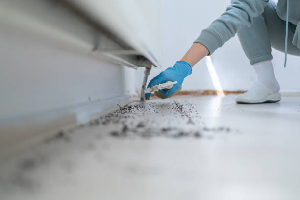 Professional Pest Control in Calipatria, CA